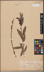 Salix aurita L. x Salix viminalis L.